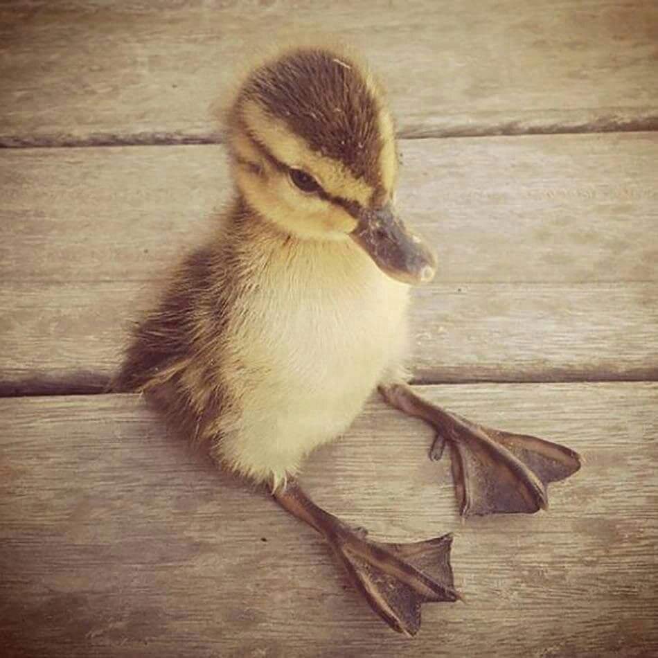 Утята Эстетика