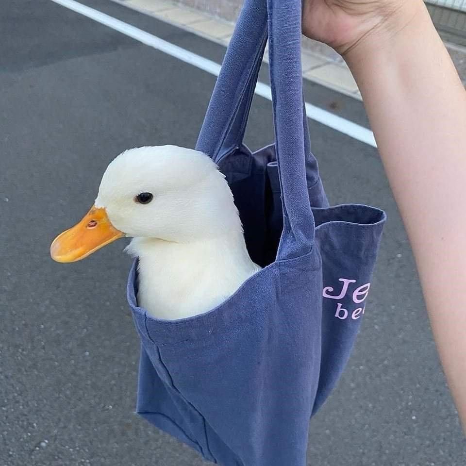 Эстетик утка