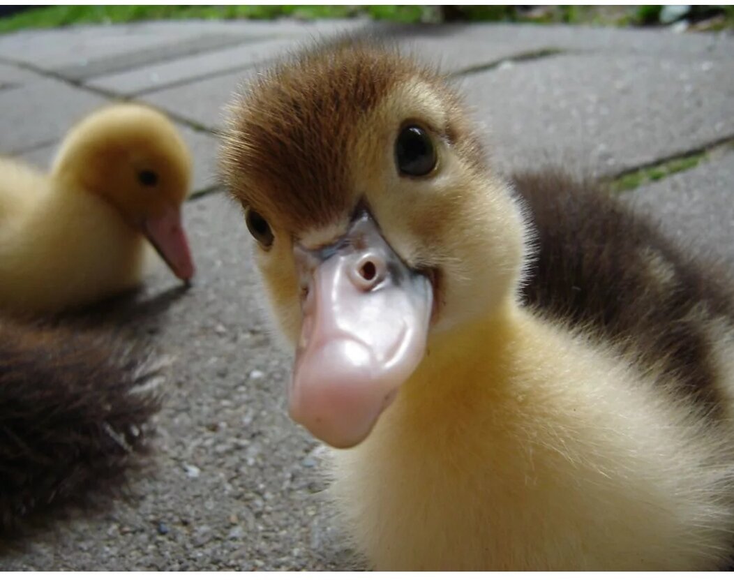 Смешная утка