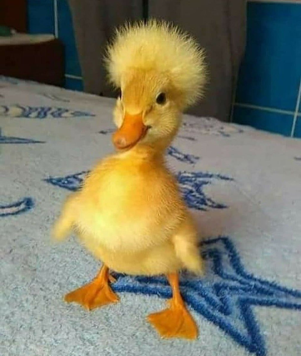 Утятки Веселые