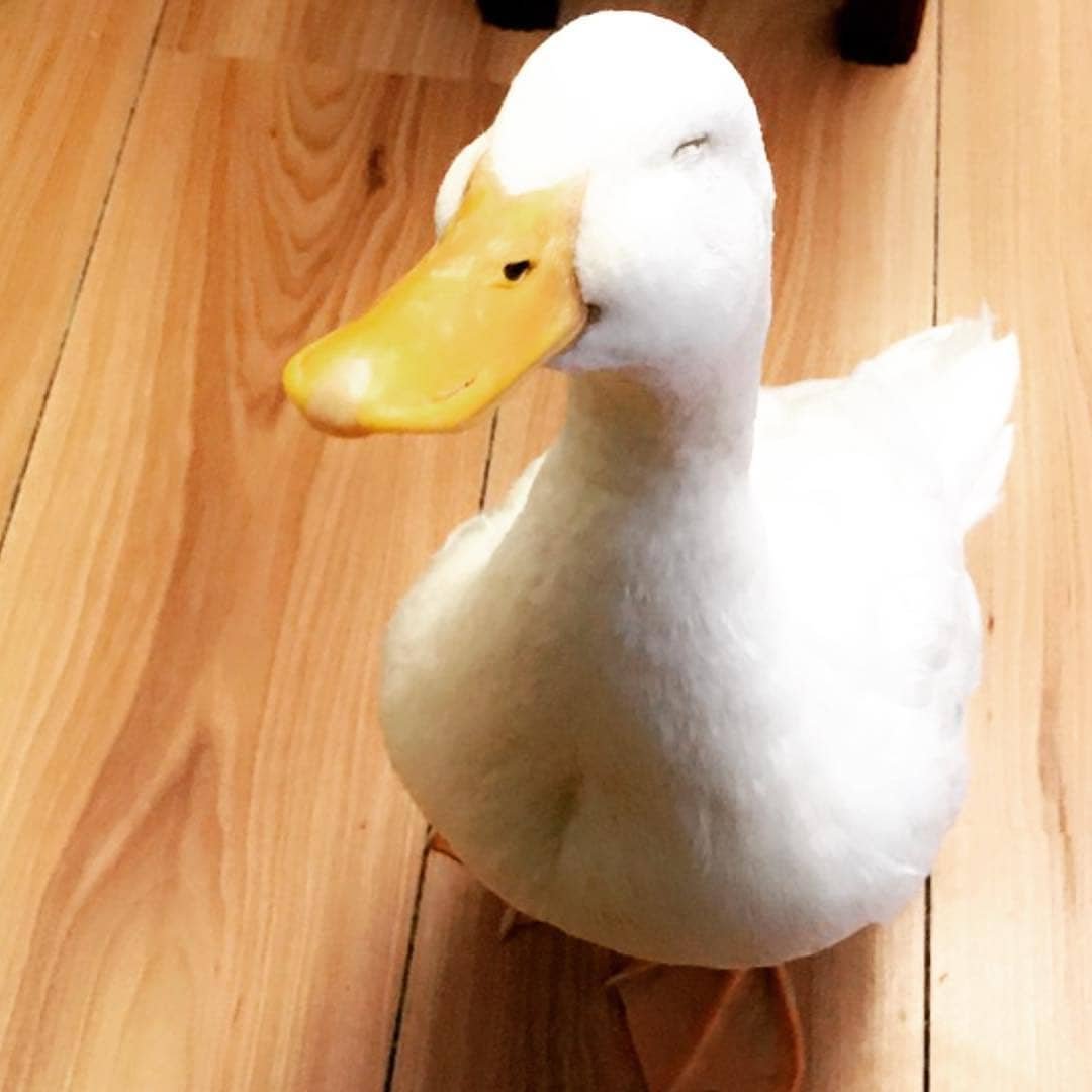 Утка улыбается