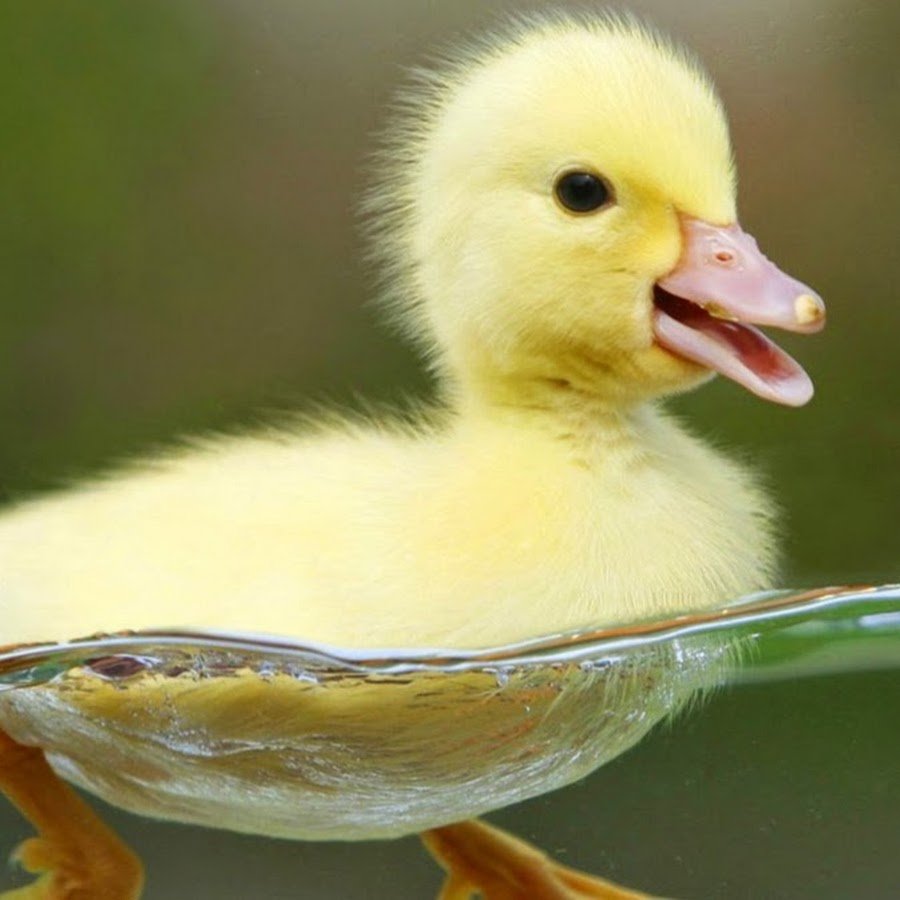 Чери вери утка