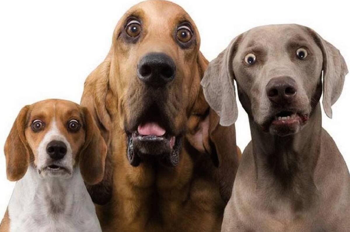 Удивленная собака