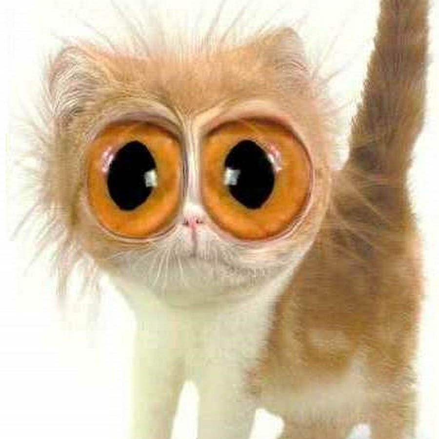 Картинки коты с большими глазами