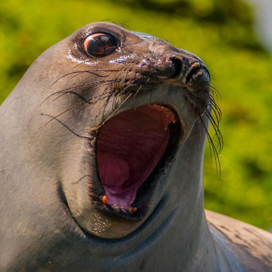 Морской котик смешной