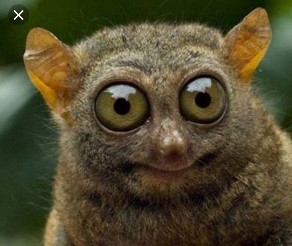 Забавные животные