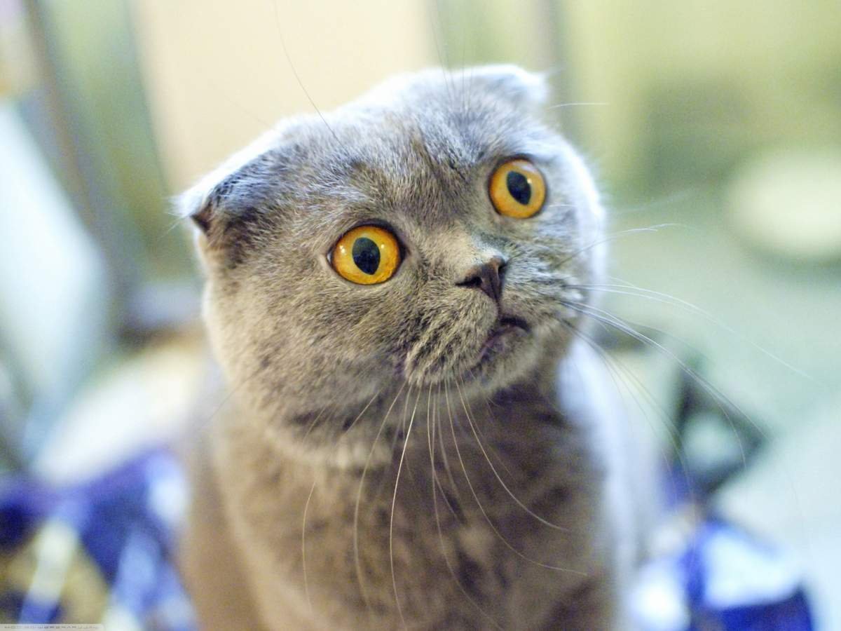 Британский вислоухий кот