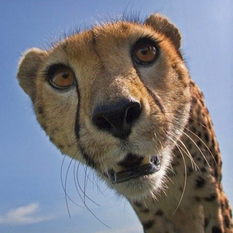 Пайнкофер Анастасия