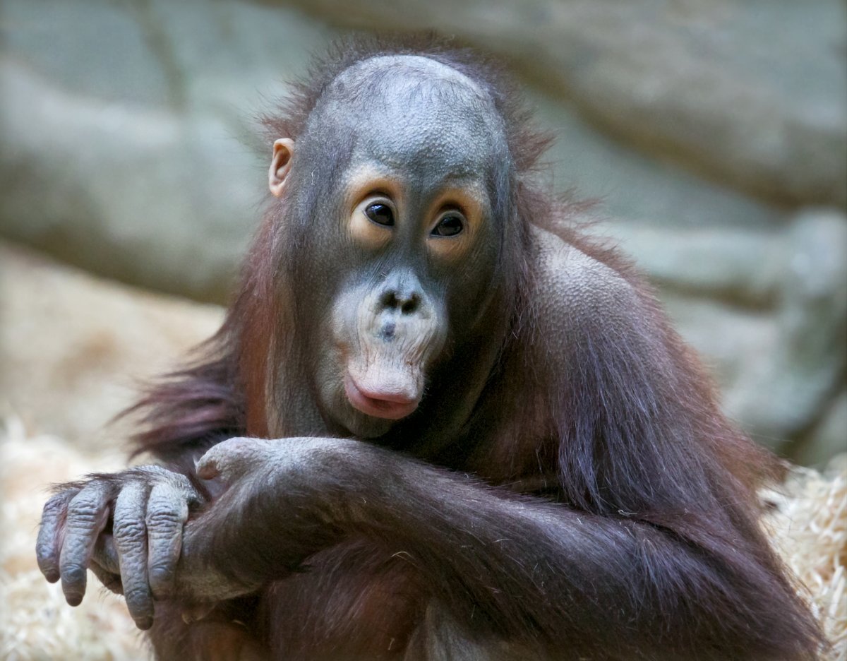 Удивление животные