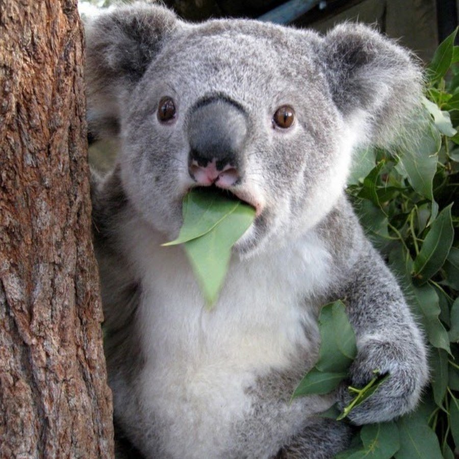 Коала ест эвкалипт