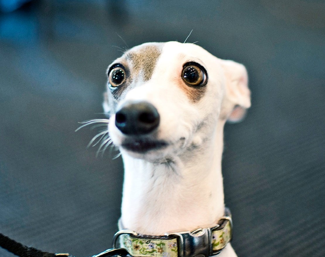 Удивленная собака