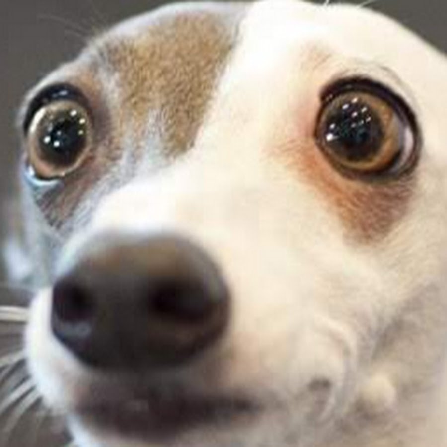 В шоке удивление животные