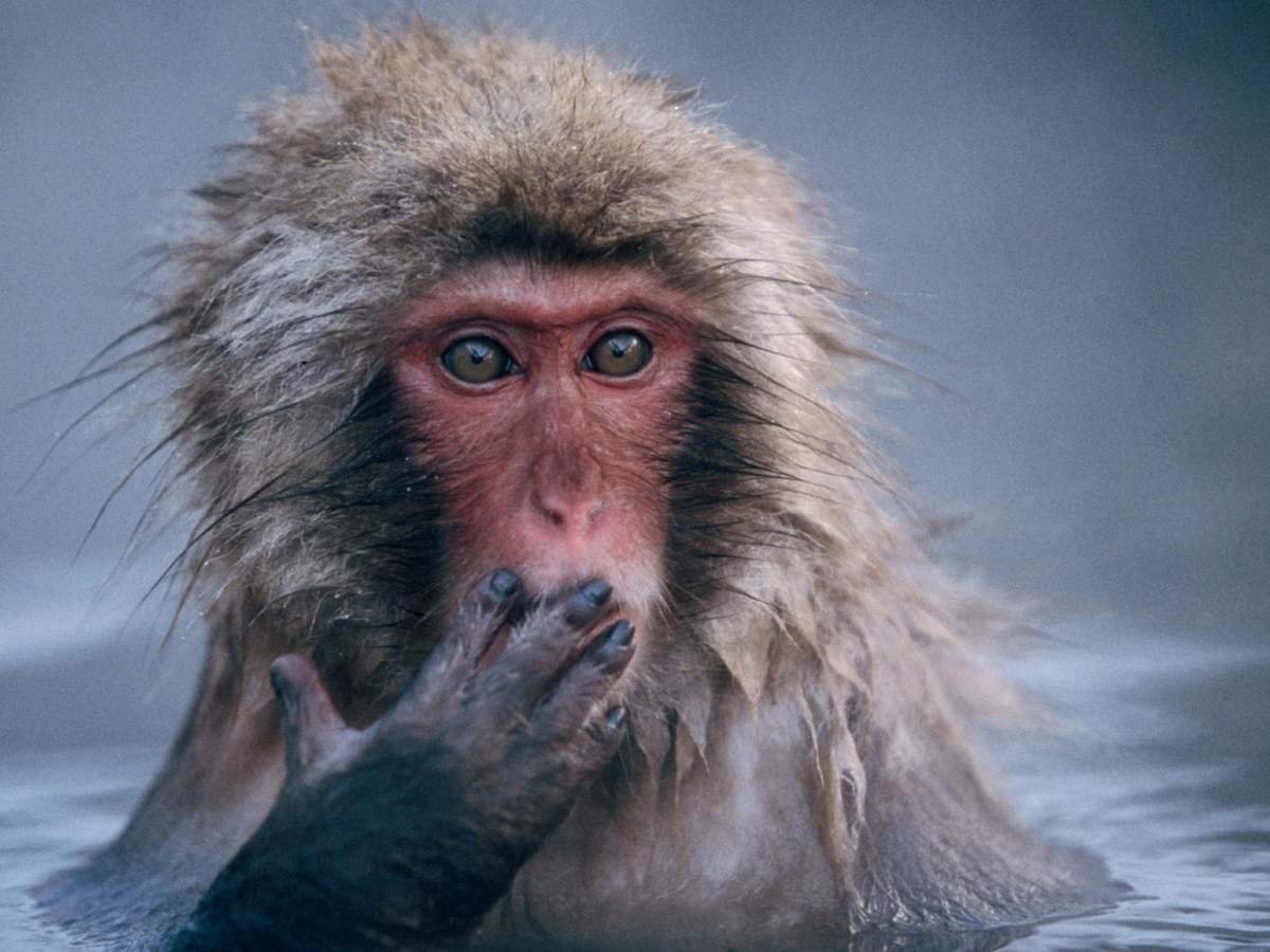 Удивленная обезьянка