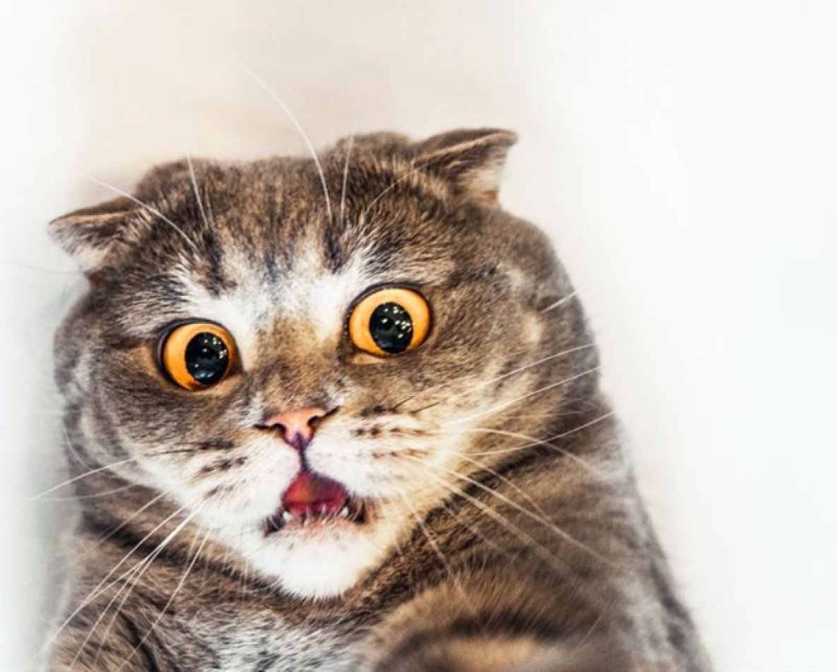 Офигевший кот