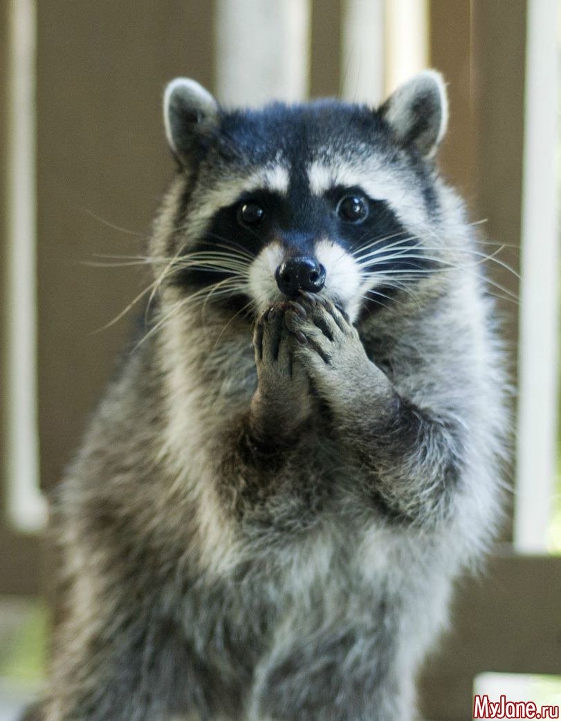 Злой енот полоскун