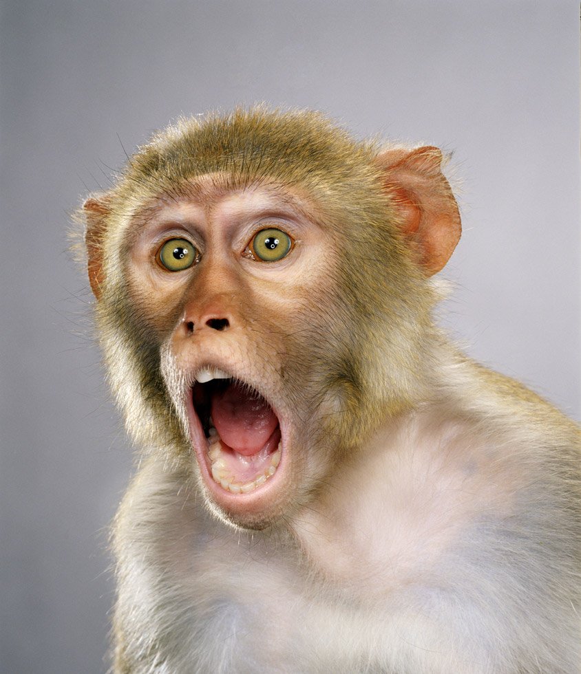 Удивленная обезьянка