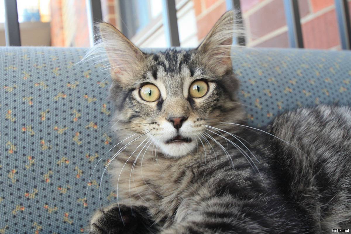 Кошка в шоке