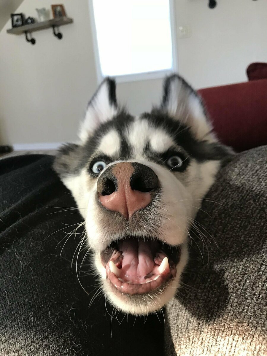 Смешная морда