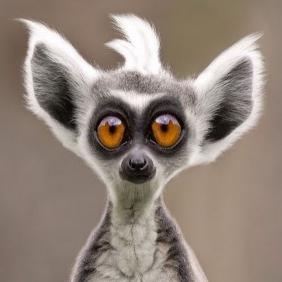 Удивление юмор