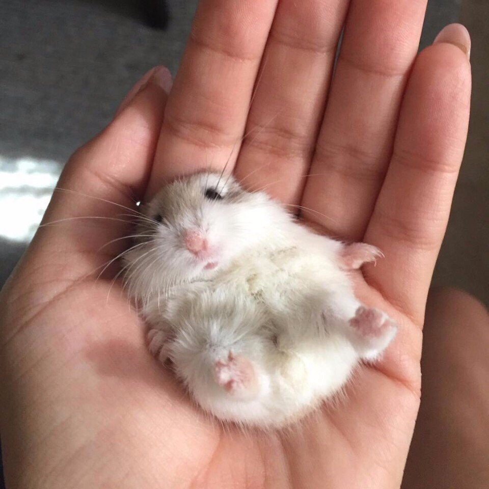 Карликовый хомяк джунгарский