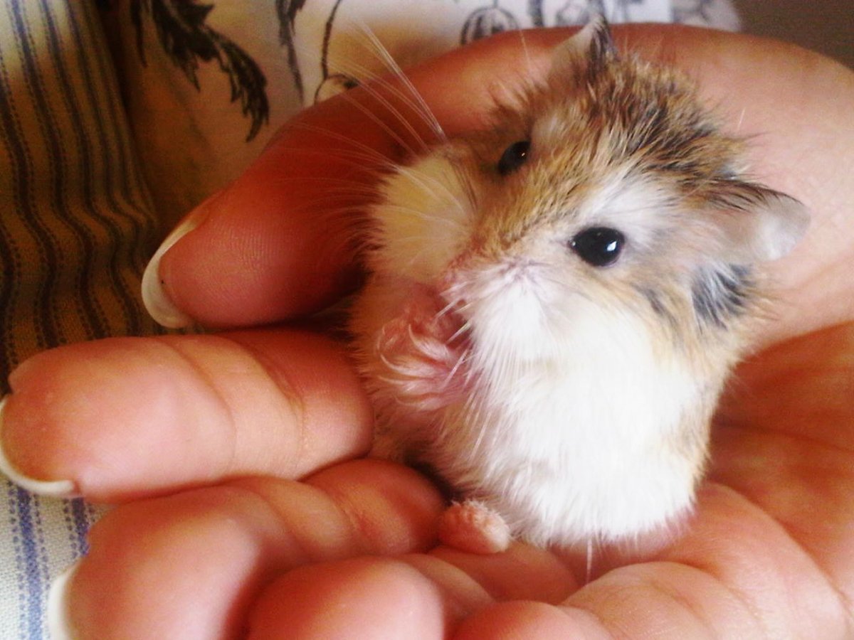 Шустрый хомяк