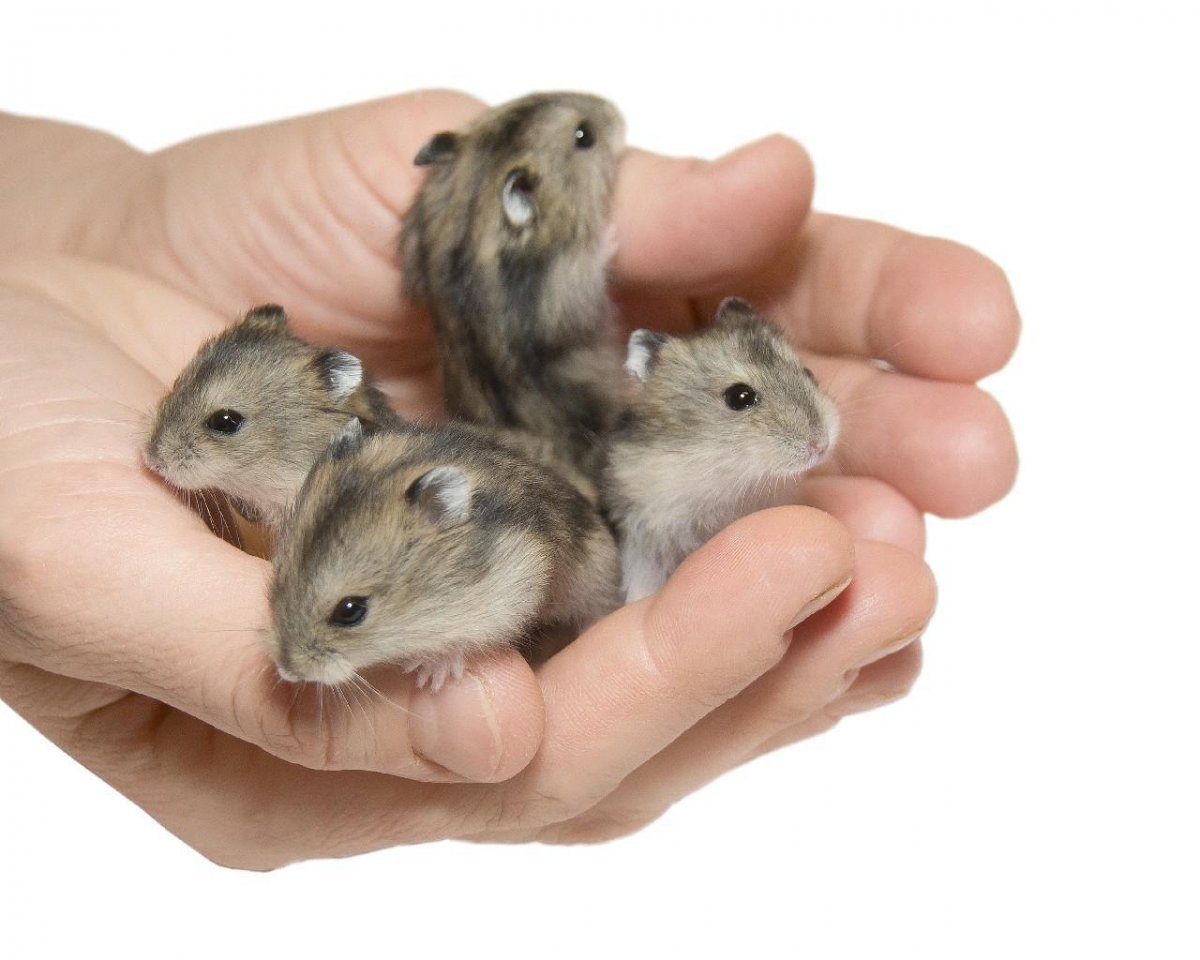 Джунгарский хомяк фото