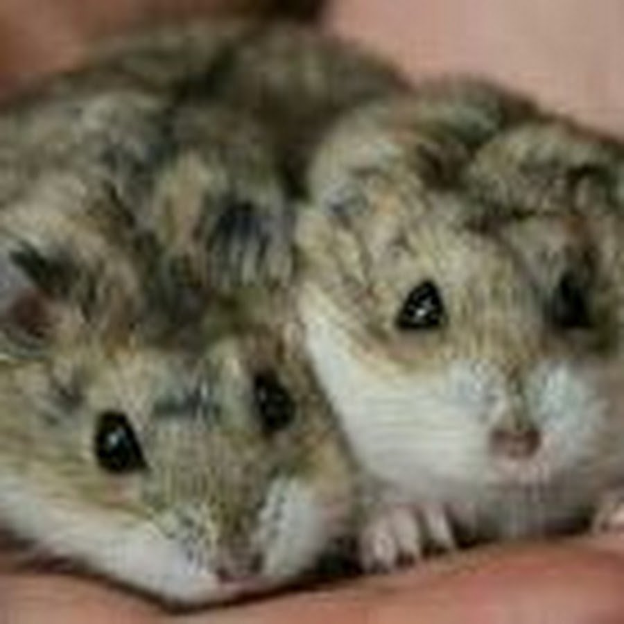 Джунгарский хомяк далматинец