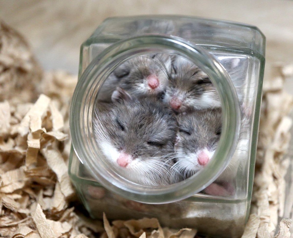 Хомяк в банке