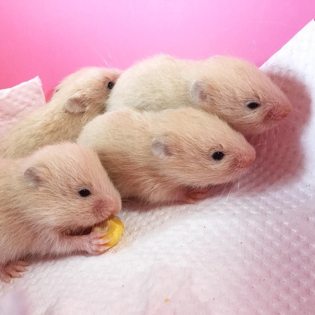 Сирийский хомяк маленький