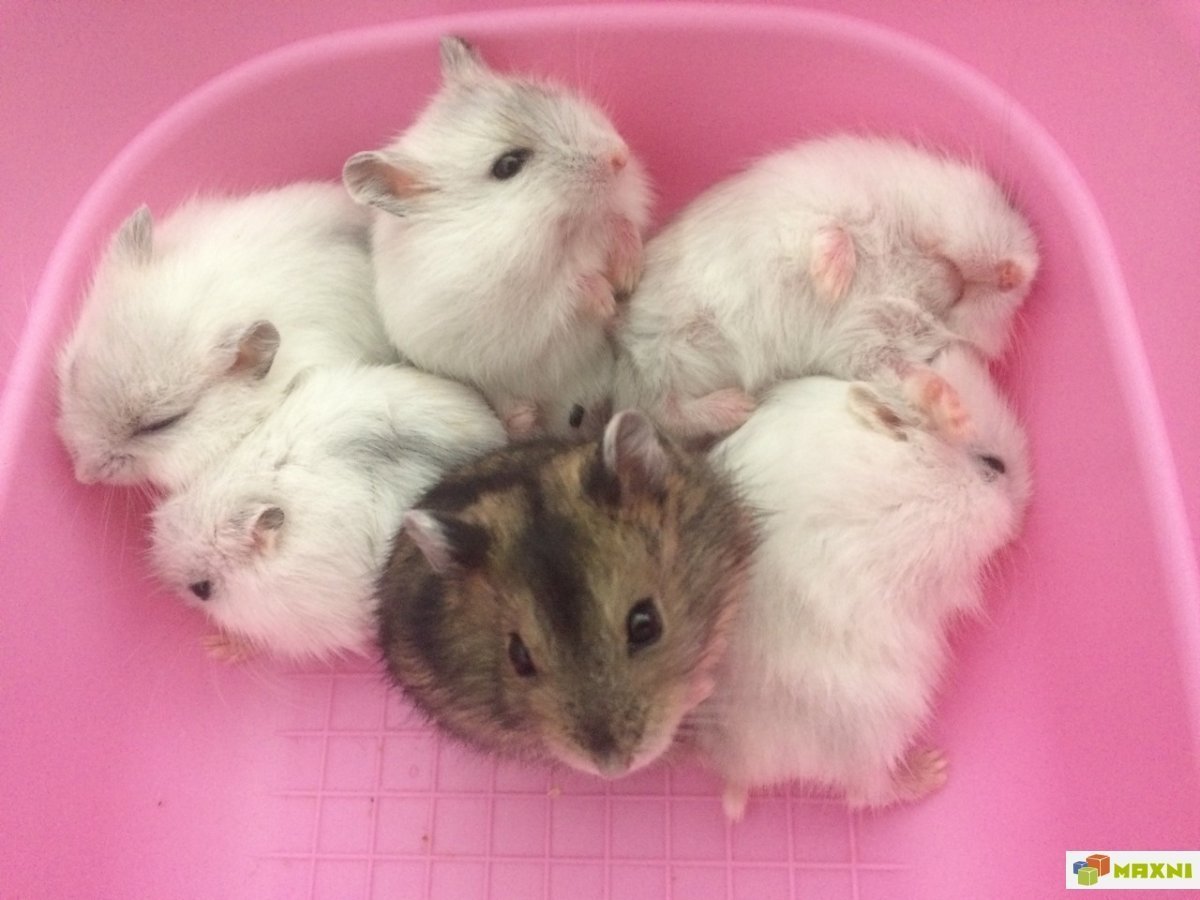 Детеныши хомяков джунгариков