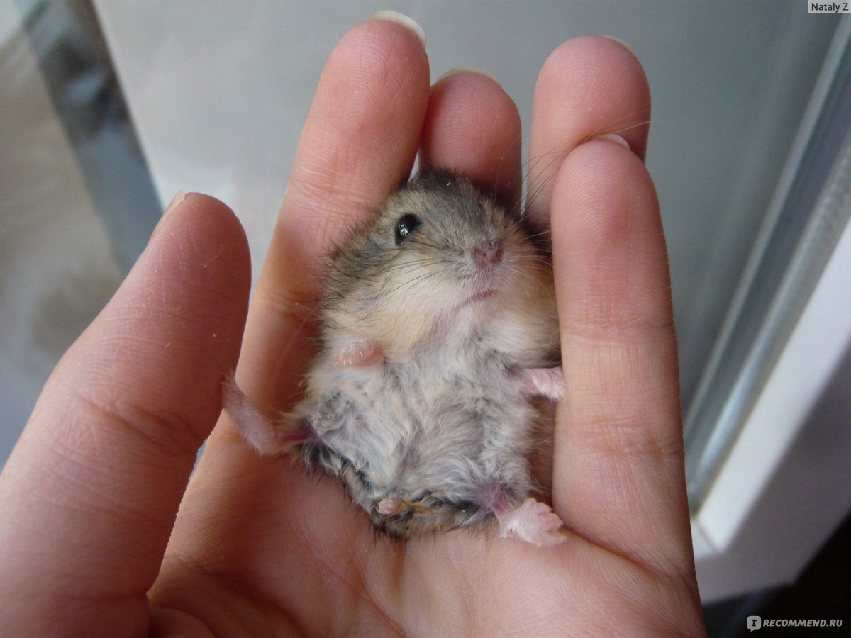 Хомяк Кэмпбелла и джунгарский