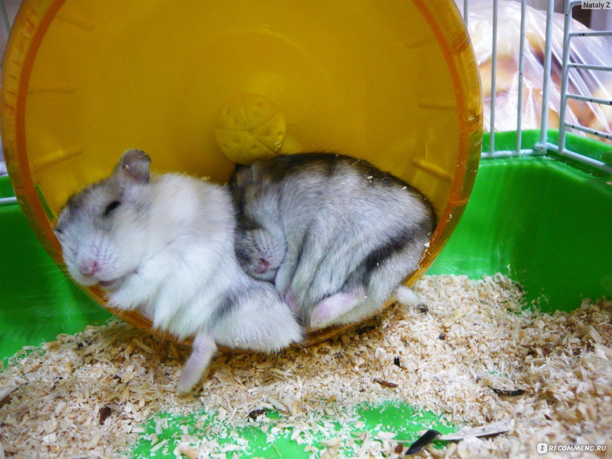 Хомяк джунгарский