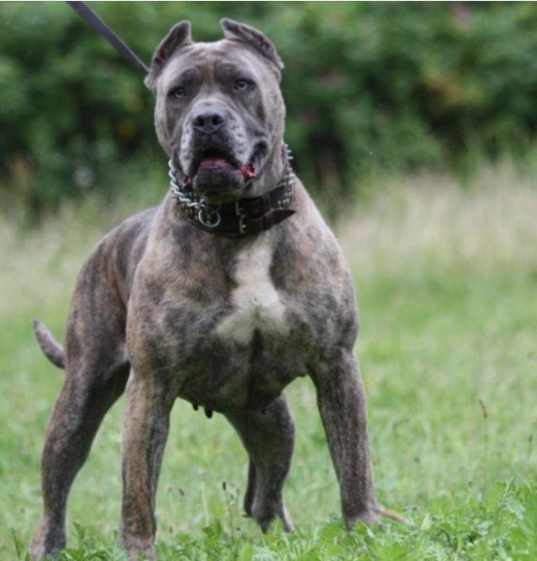 Американский мастиф Кане Корсо