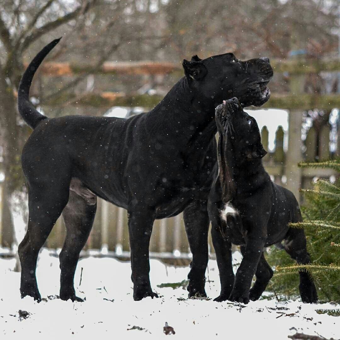 Канарский мастиф