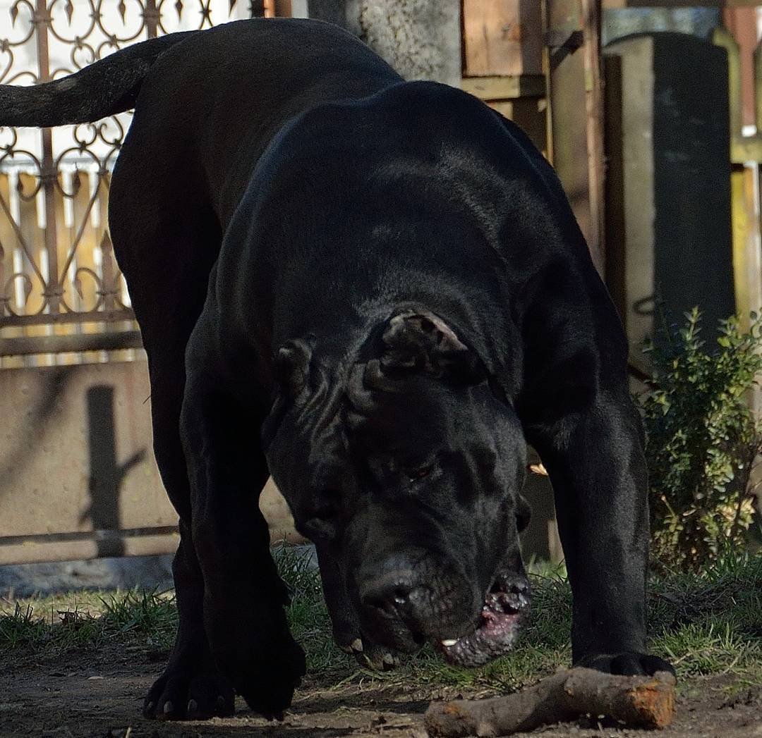 Канарский дог черный Цербер