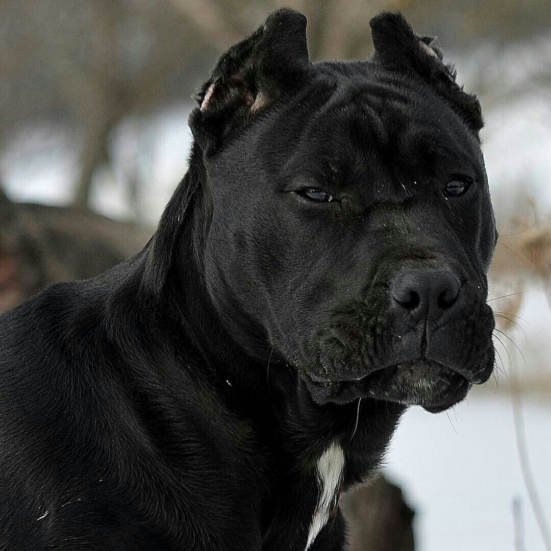 Кане-Корсо Баскервилей