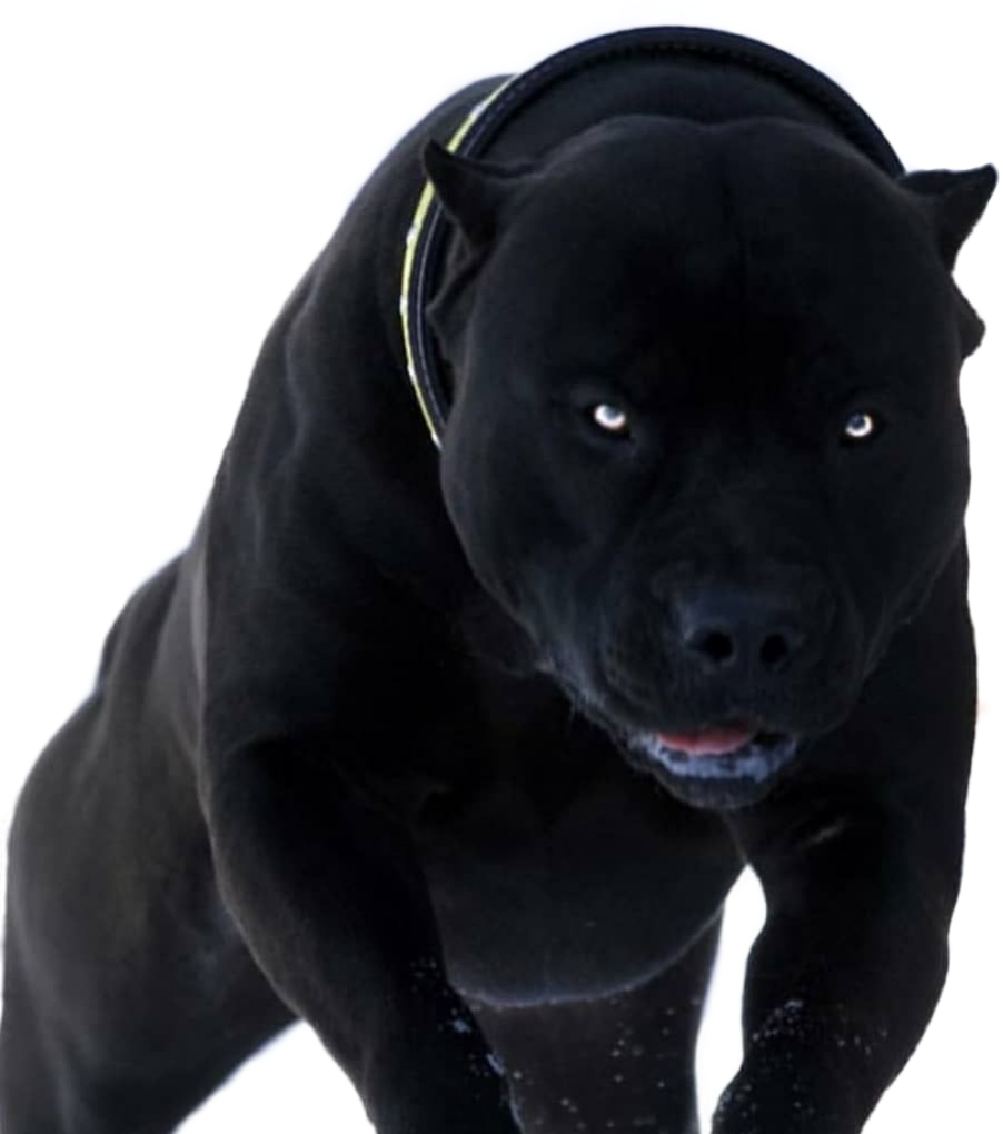 Канарский дог