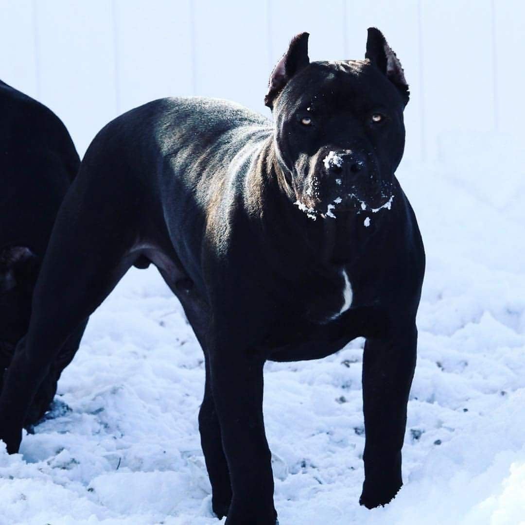 Стаффордширский терьер опасная порода