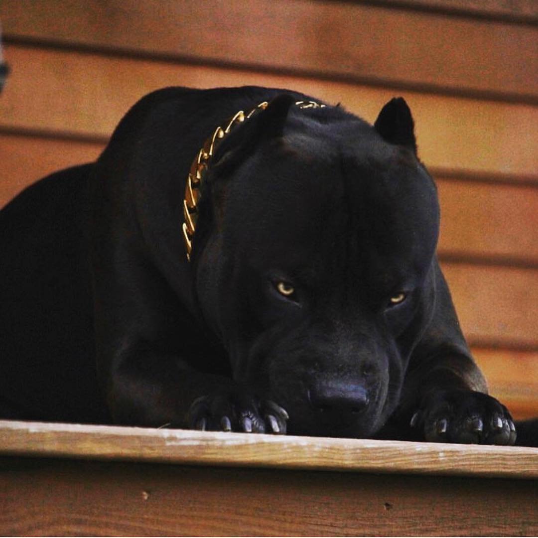 Бойцовский стаффордширский терьер