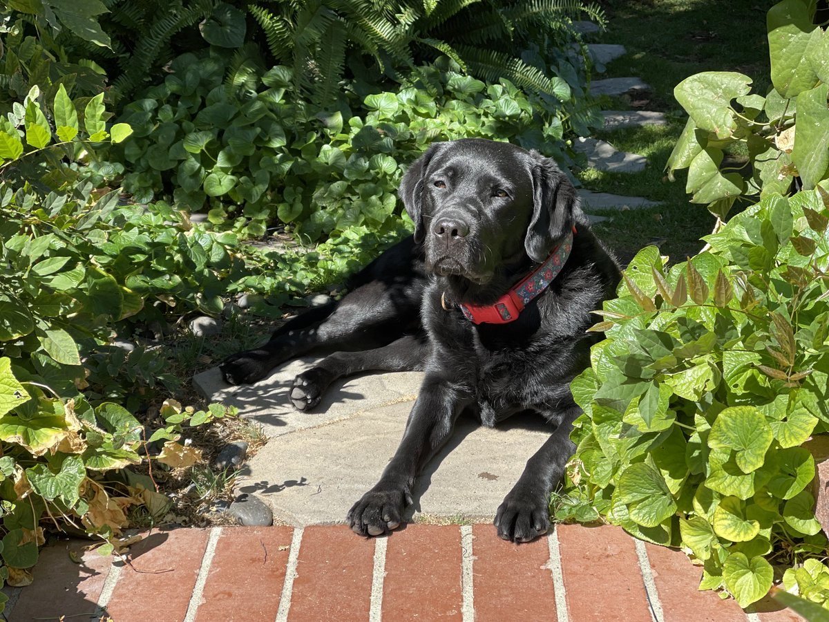 Кане Корсо злой