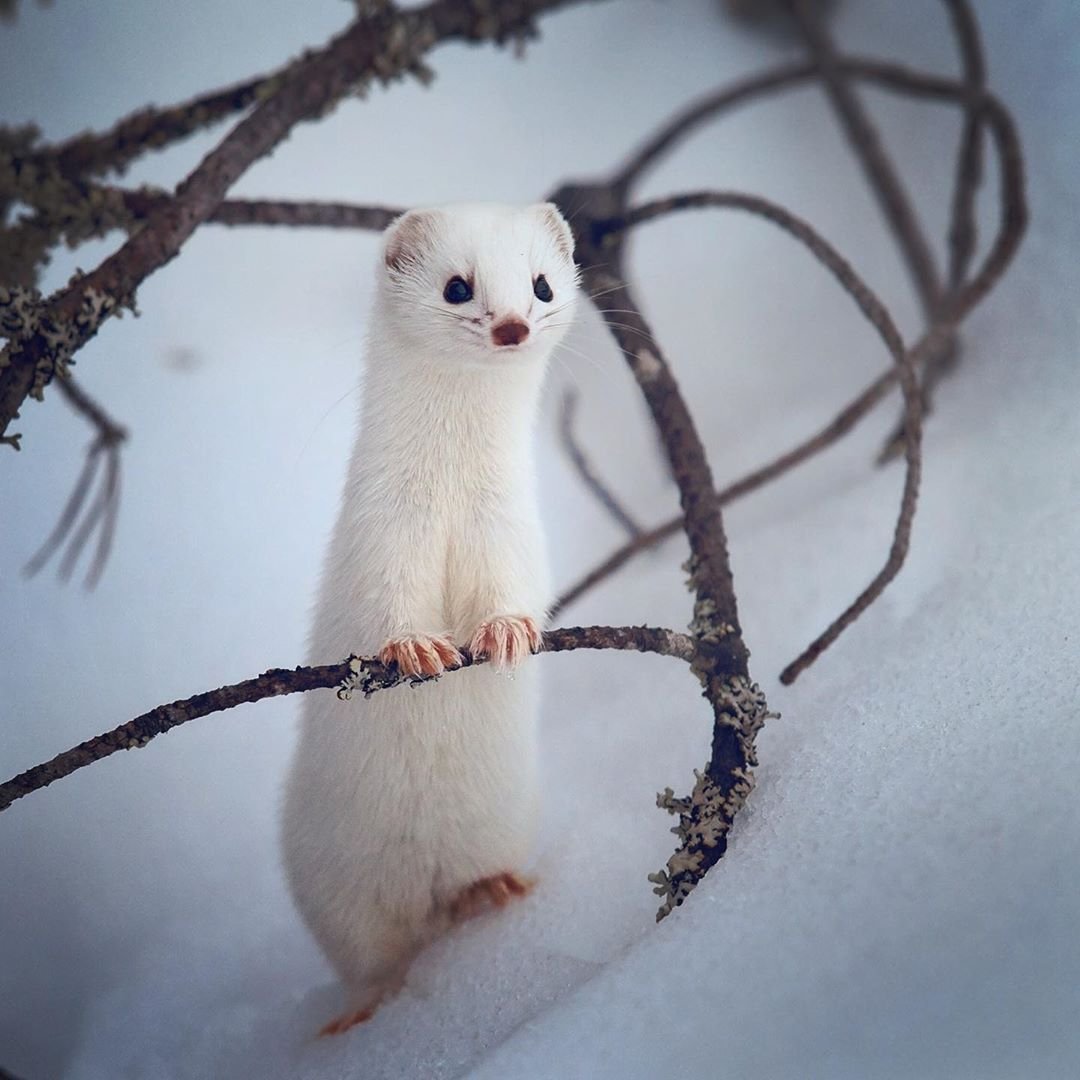 Обыкновенная ласка зимой