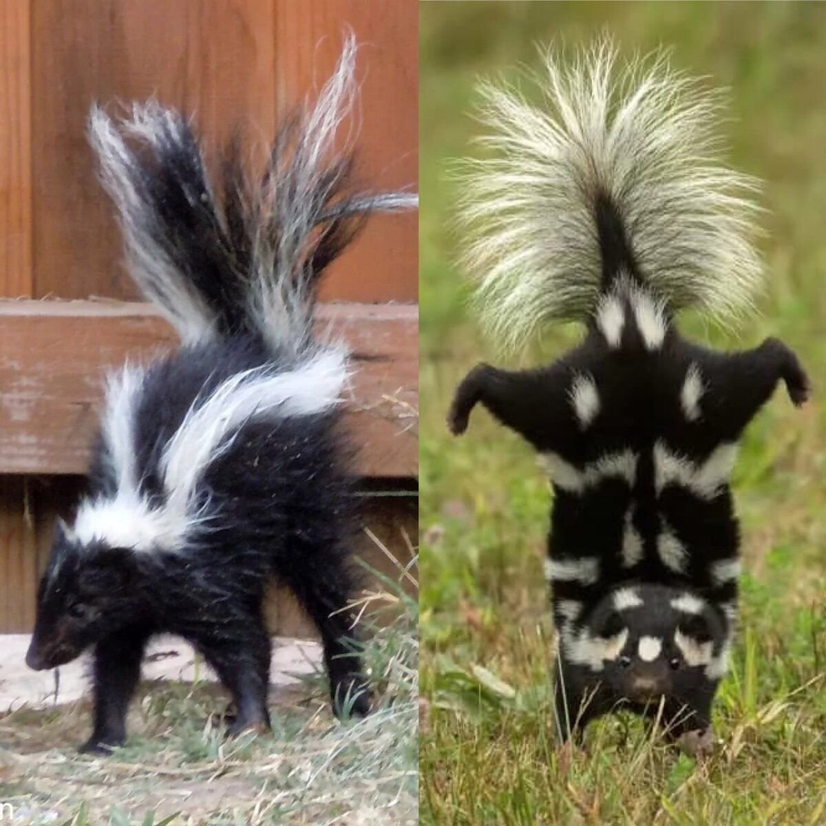 Скунс скунс скунс скунс