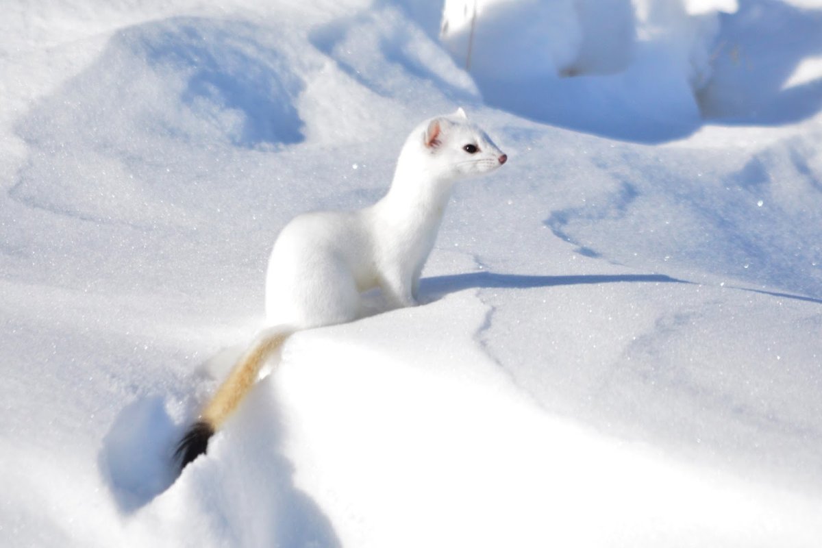Ананьин горностай