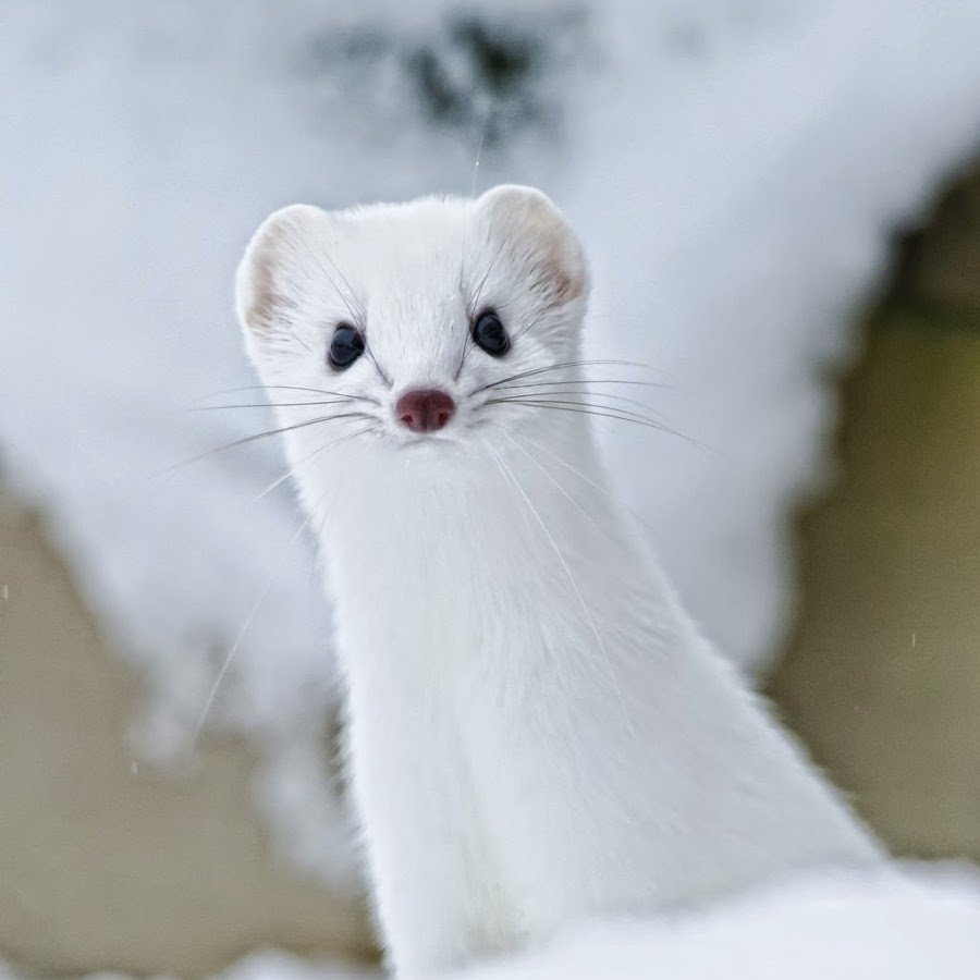 Ласка белая