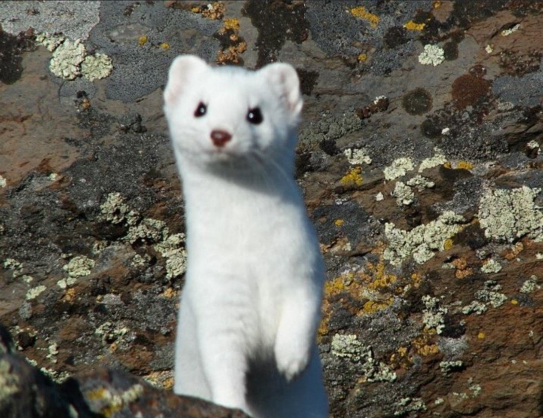 Горностай Арктический