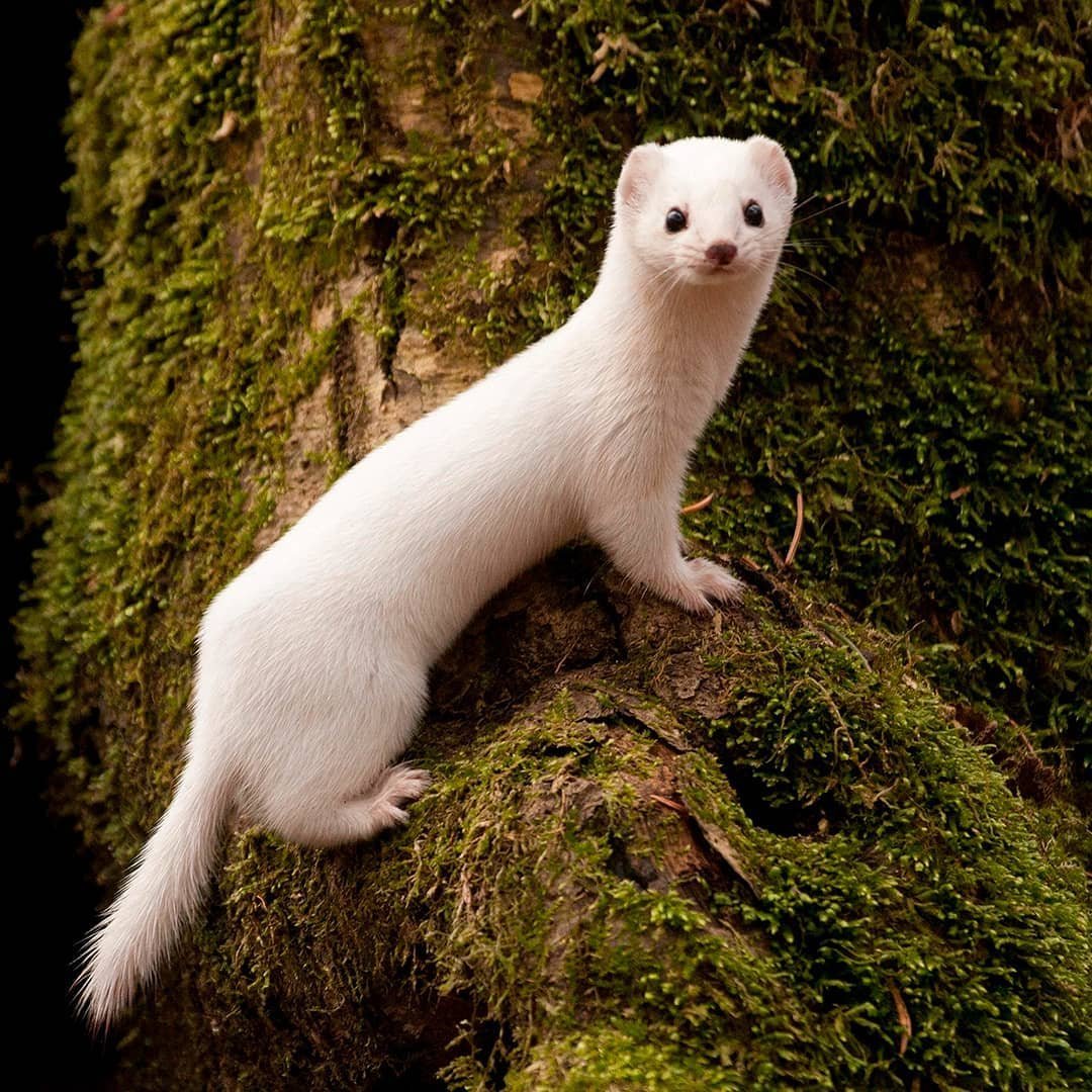 Ласка (Mustela nivalis)