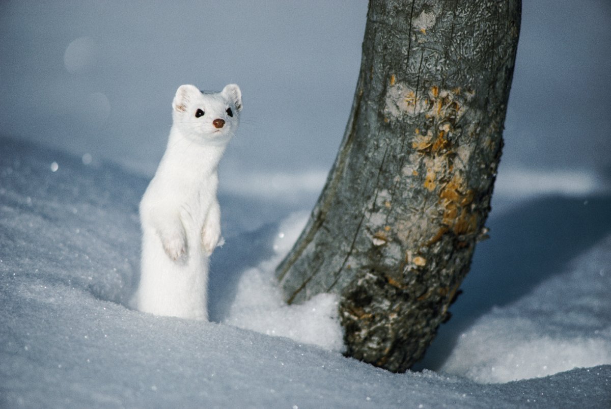 Ласка зимой