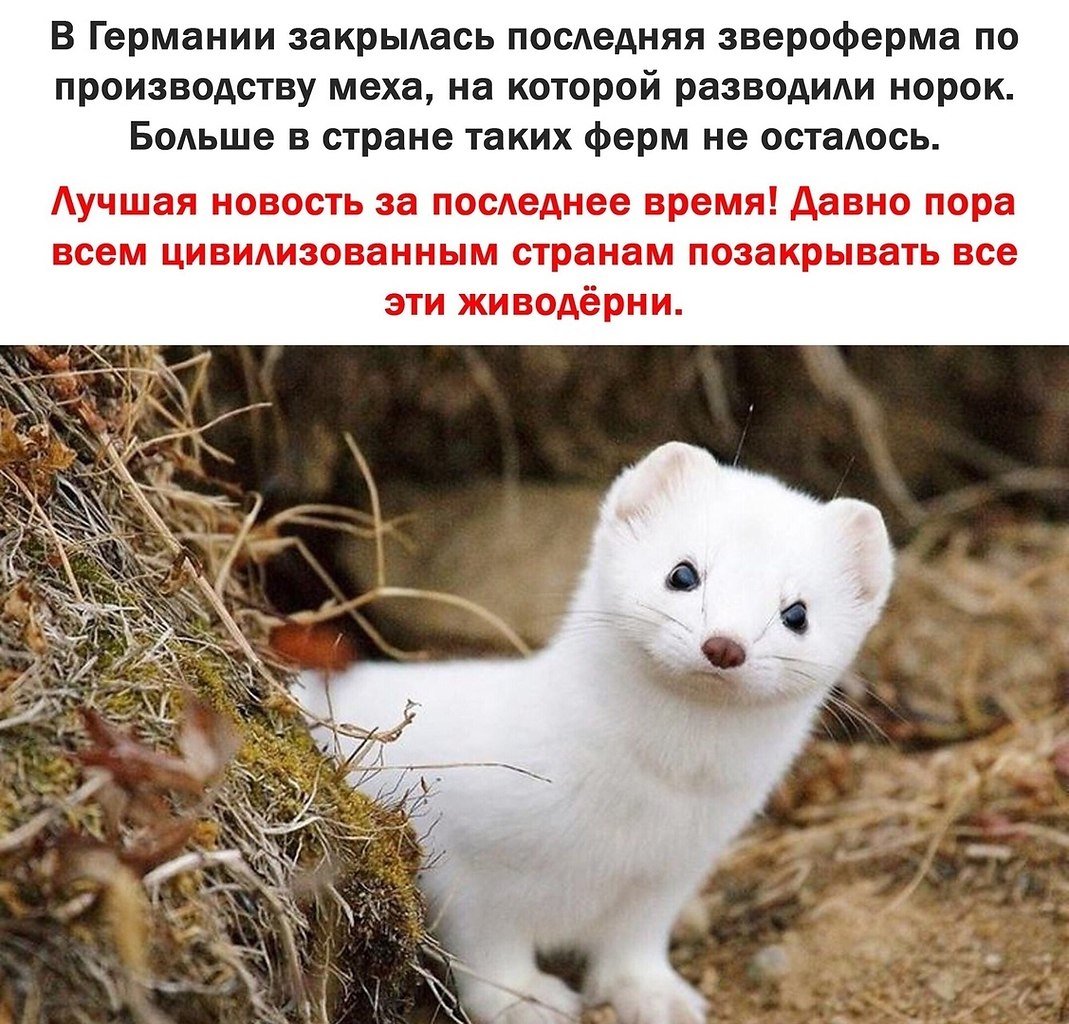 Факты о ласке