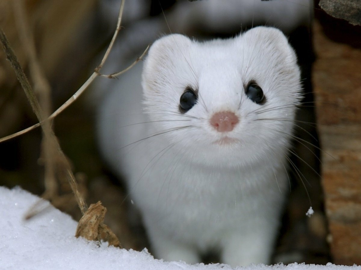 Ласка норка хорёк горностай