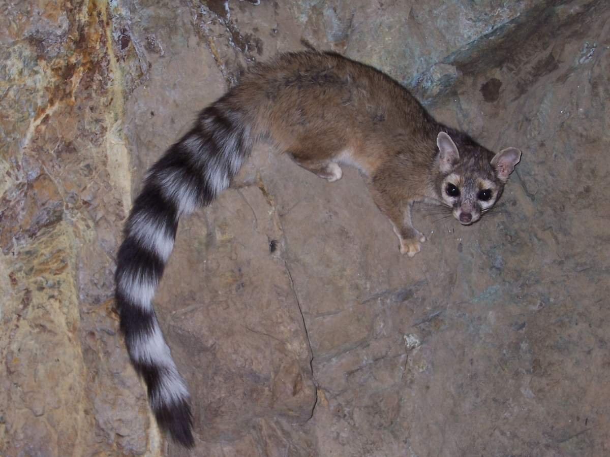 Североамериканский какомицли